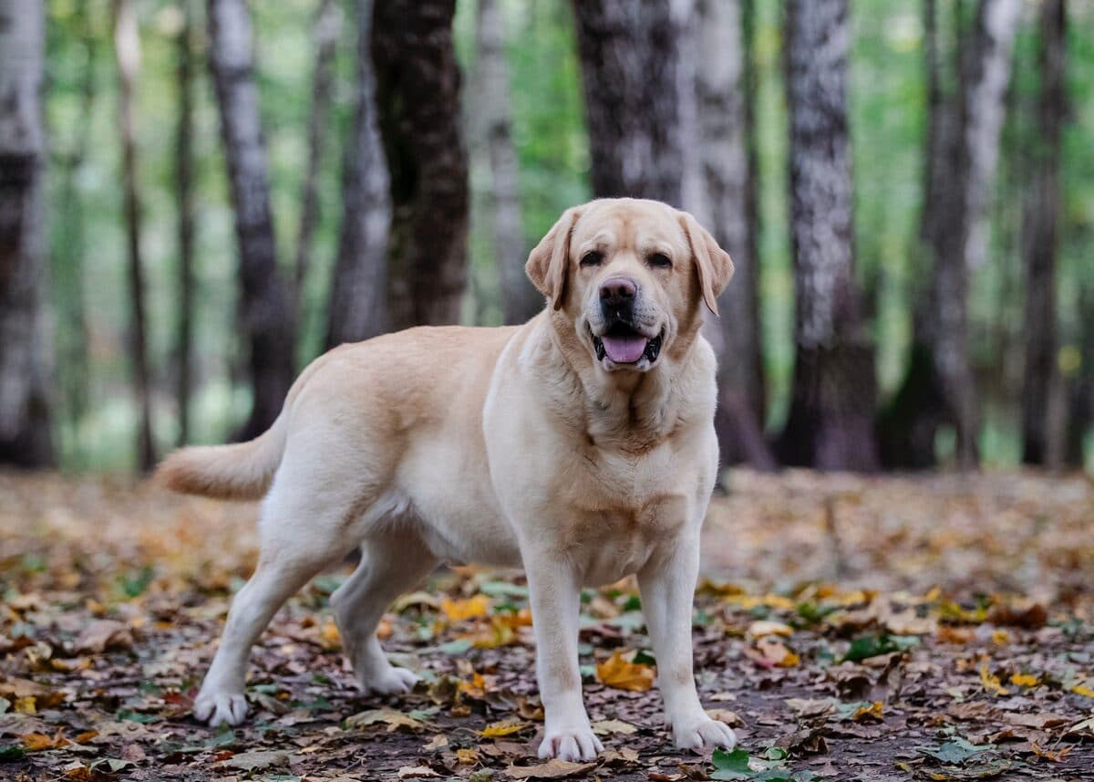 Labrador Retriever