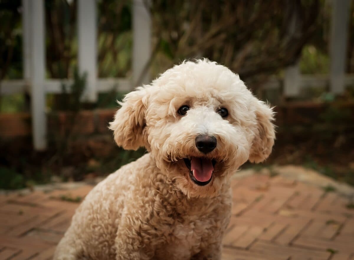 Poodle